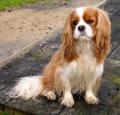 Cavalier King Charles Spaniel