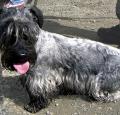 Cesky Terrier