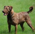 Chesapeake Bay Retriever