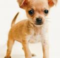 Chihuahua Puppy Pictures