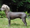 Chinese Crested Pictures