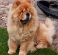 Chow Chow