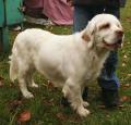 Clumber Spaniel