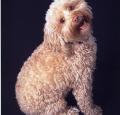 Cockapoo