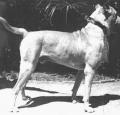 Cordoba Fighting Dog