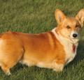 Corgi Pictures