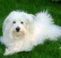 Coton De Tulear