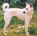 Cretan Hound