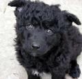 Croatian Sheepdog Puppy Pictures