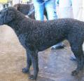 Curly Coated Retriever