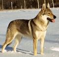 Czechoslovakian Wolfdog