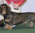 Dachshund Pictures 1
