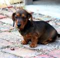 Dachshund Puppy Pictures