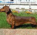 Dachshund Pictures