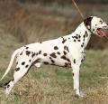 Dalmatian