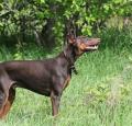 Doberman