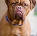 Dogue de Bordeaux Pictures 1