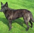 Dutch Shepherd Dog