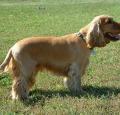 English Cocker Spaniel