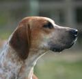 English Foxhound