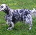 English Setter