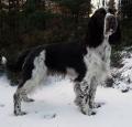 English Springer Spaniel