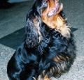 English Toy Spaniel