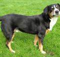 Entlebucher Mountain Dog