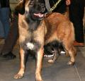 Estrela Mountain Dog