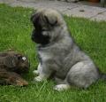 Eurasier Puppy Pictures