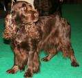 Field Spaniel