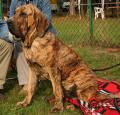 Fila Brasileiro Pictures