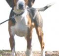 Finnish Hound Pictures