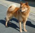 Finnish Spitz