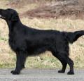 Flat Coated Retriever