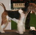 Fox Terrier Pictures