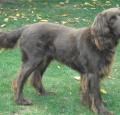 German Longhaired Pointer