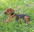 German Pinscher Puppy Pictures