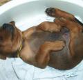 German Pinscher Puppy Pictures