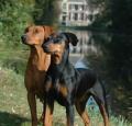 German Pinscher Pictures