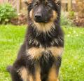 German Shepherd Puppy Pictures