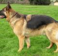 German Shepherd Pictures