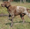 German Shorthaired Pointer