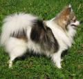 German Spitz