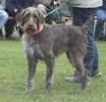 German Wirehaired Pointer Pictures 1