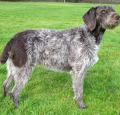 German Wirehaired Pointer