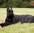 Giant Schnauzer