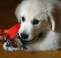 Golden Retriever Puppy Pictures