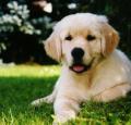 Golden Retriever Puppy Pictures