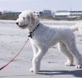 Goldendoodle